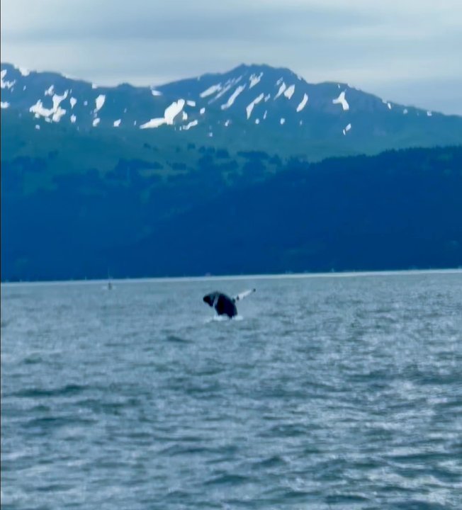 Seldovia Bay Ferry - Grey whale - Tours Near Me - Homer, Alaska
