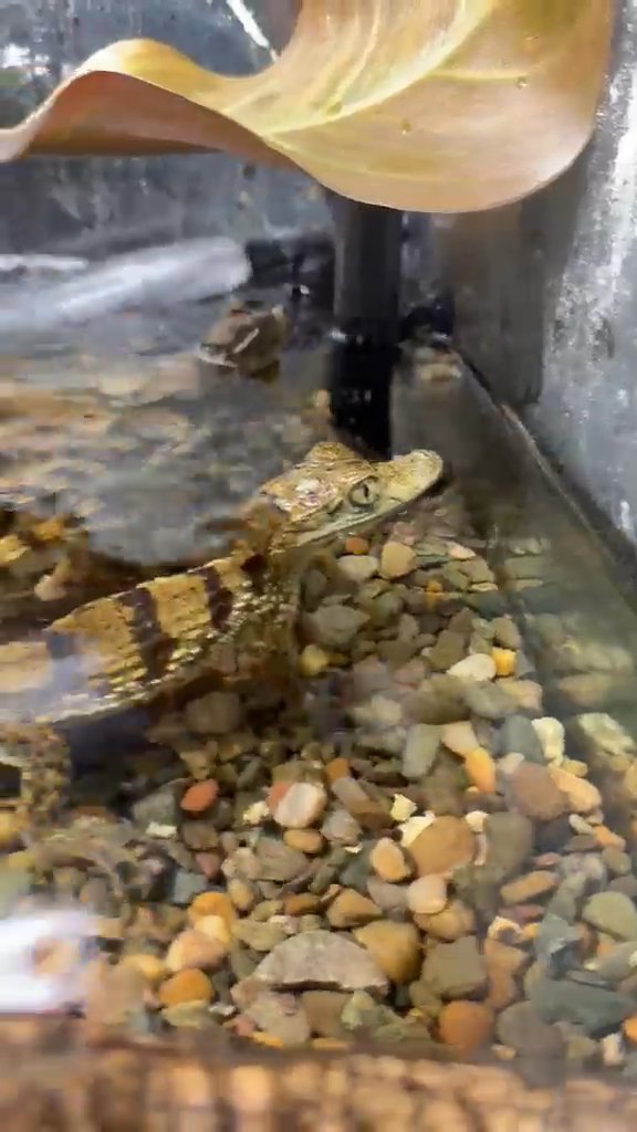 Alligator Gar