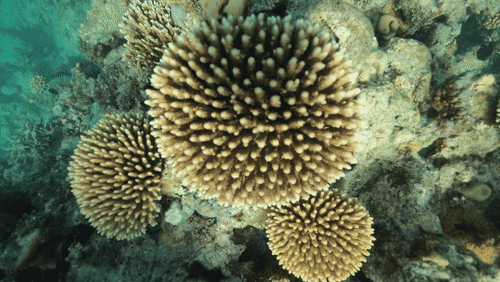 Coral Reef in North Efate, Vanuatu animated gif