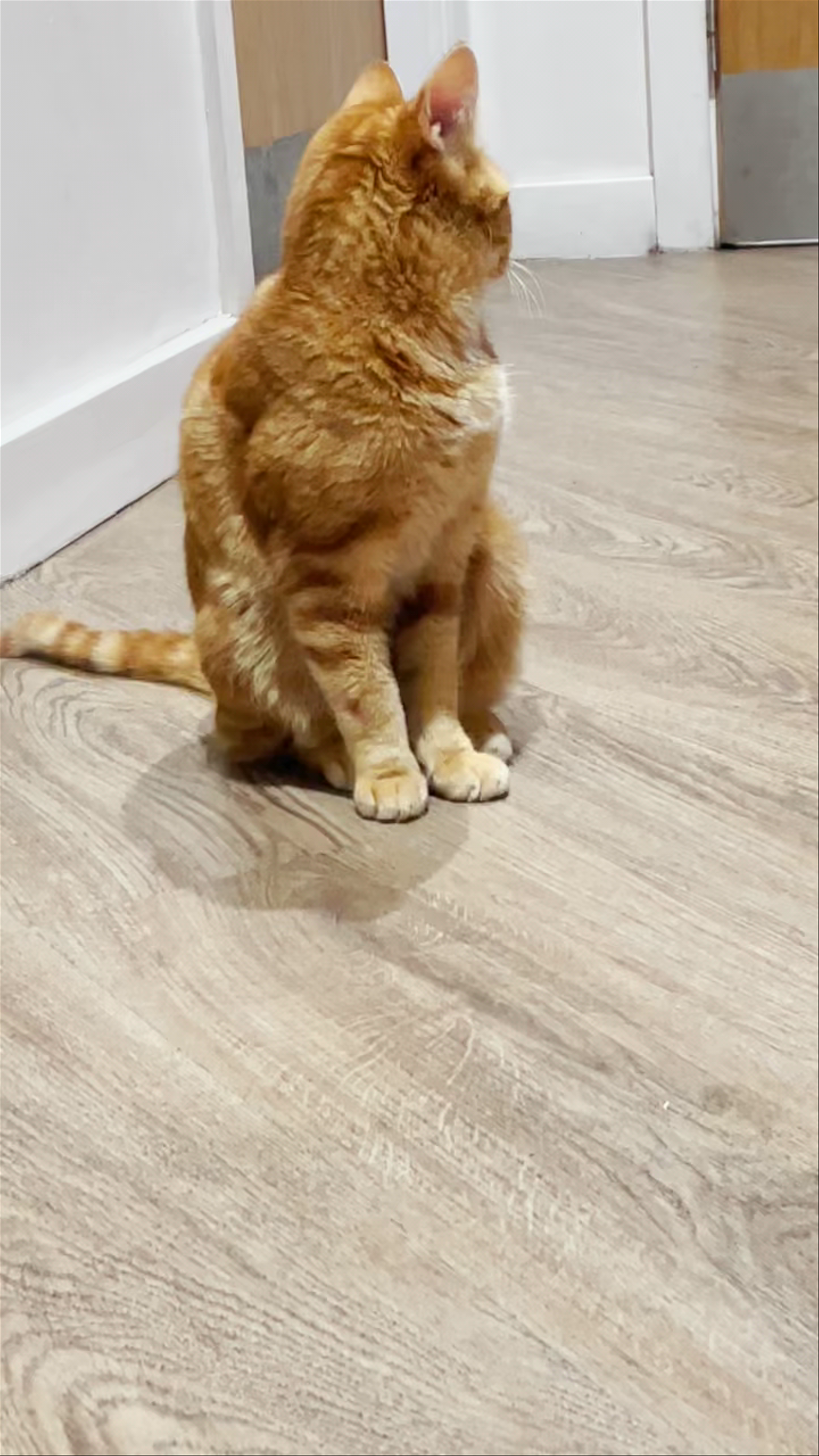 Kitty Cafe