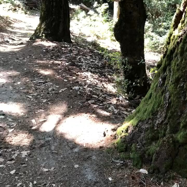 Skyline Trail - Hiking Near Me - Saratoga, California