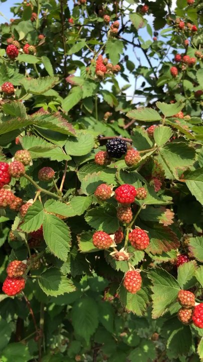 Neal's Berry Farm - Farmers Market Near Me - Waller, Texas