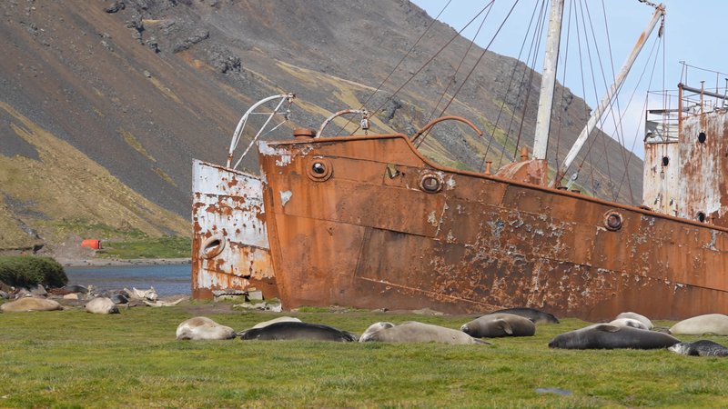 Sant Georgia Seals poster