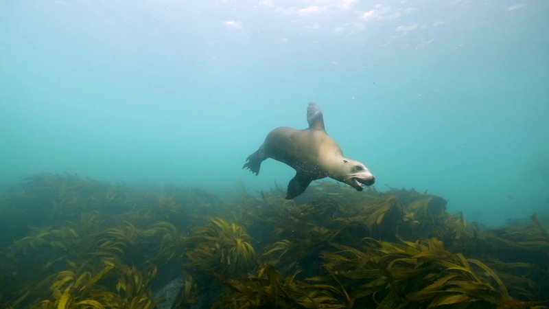 Sea Lion poster