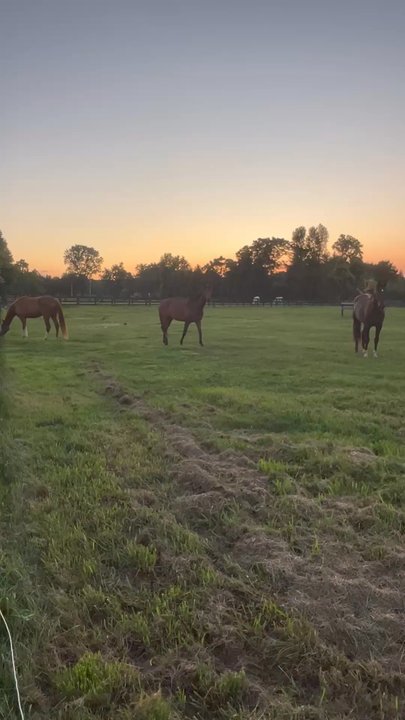 Dobbin Farm - Night turn out - Horse Boarding Near Me