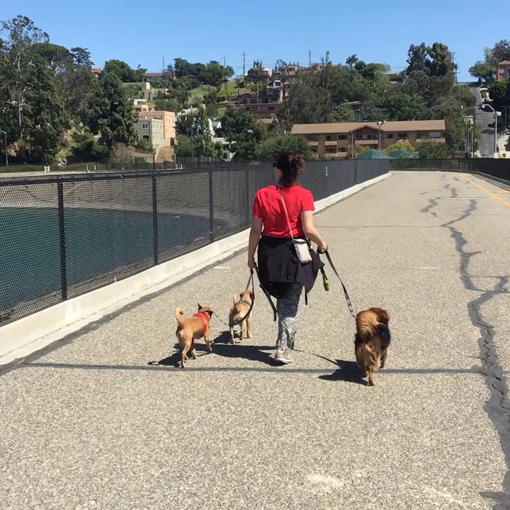 Four Happy Paws - Thursday stroll. Sometimes even we at Energetic Doggy Care enjoy a leisurely stroll along the lake. - Pet Boarding Near Me