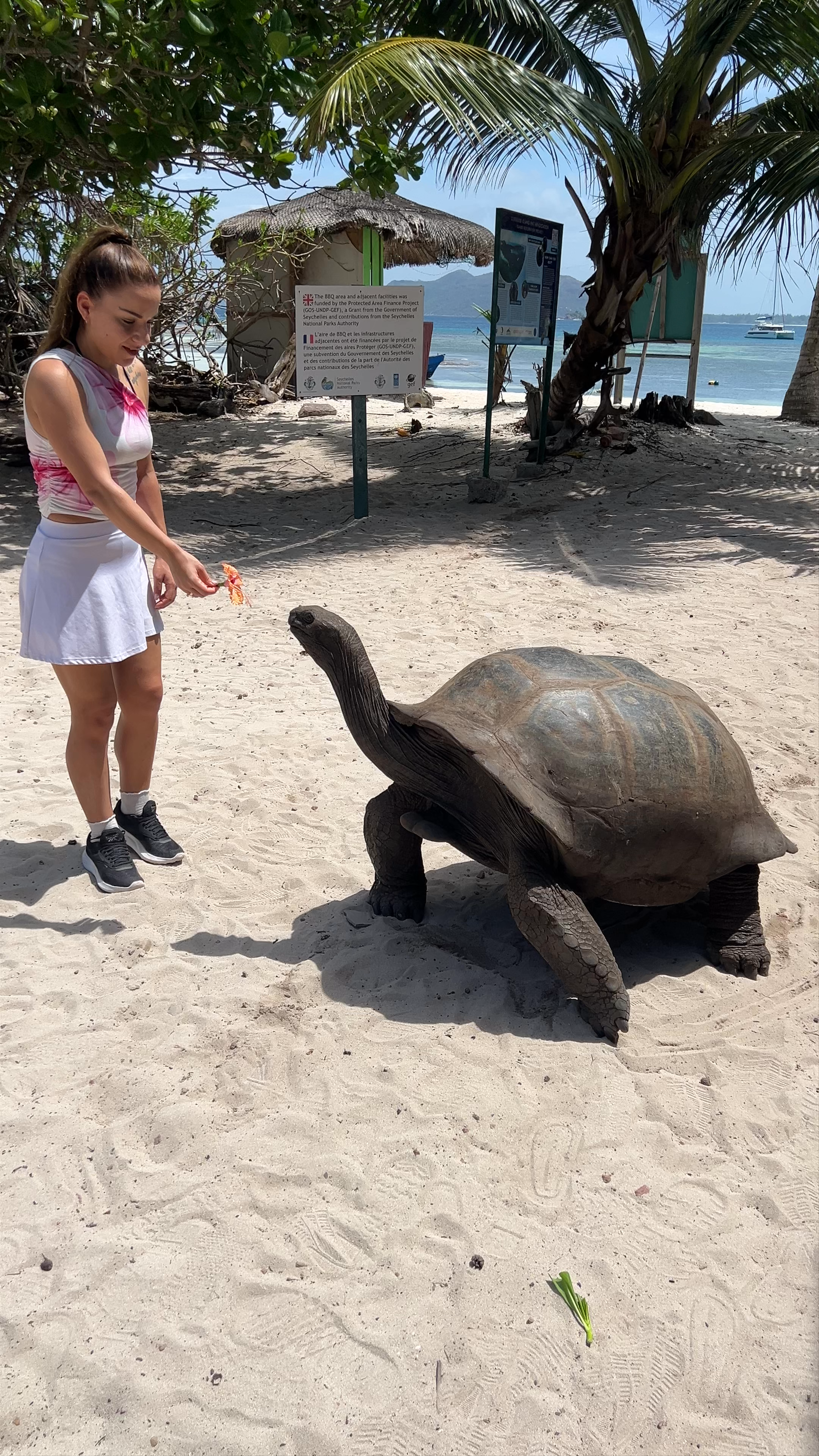 THE GIANT TORTOISES OF THE SEYCHELLES