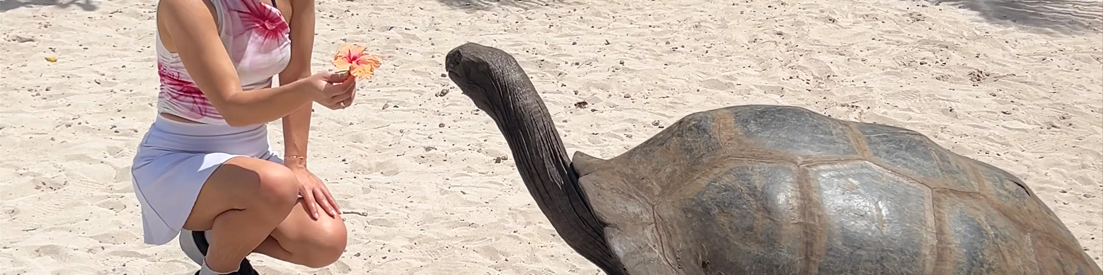 THE GIANT TORTOISES OF THE SEYCHELLES