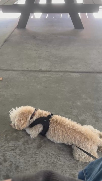 Sammy G's - Frito Lay enjoying the patio shade ! - Pizza Near Me - San Jose, California