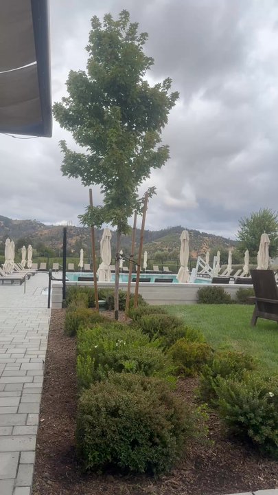 Campo Poolside - Can't beat this view - Cocktail Bars Near Me - Calistoga, California