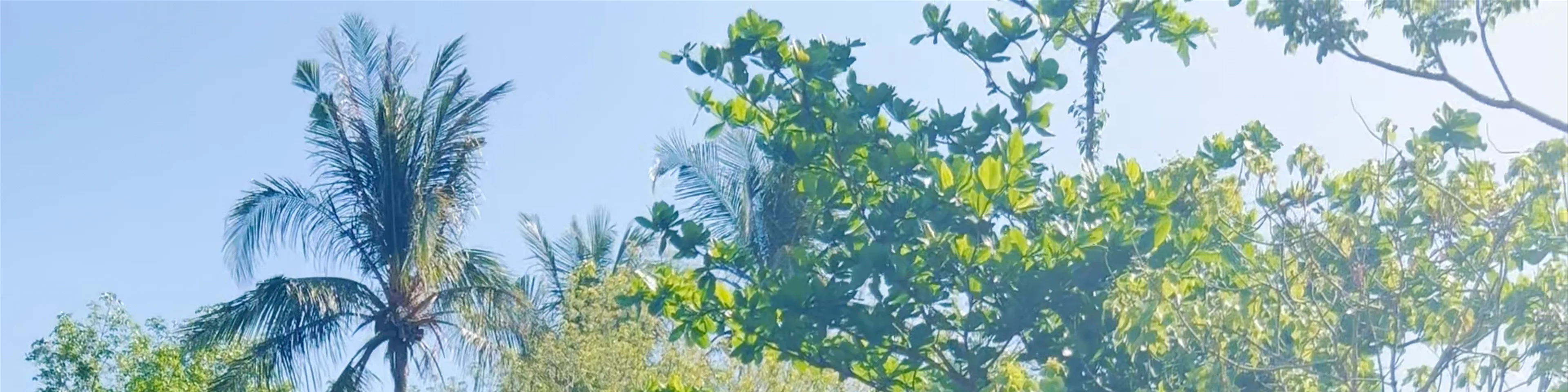 (Big and Cute) (lantaislandsafari)(Elephant Sanctuary) Klongjakwaterfall Ko Lanta Yai