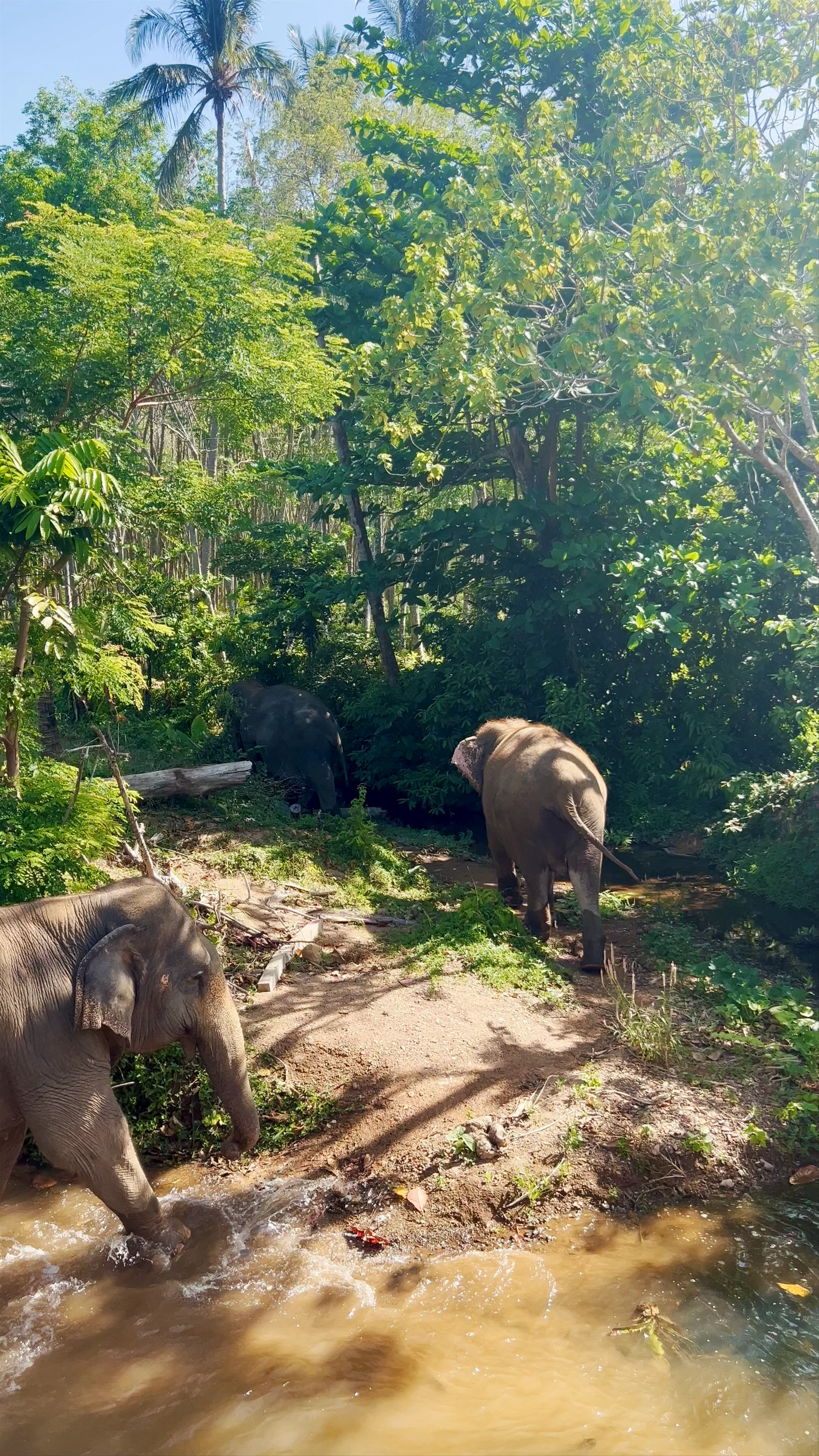 Elephant Sanctuary at Klongjak Waterfall
