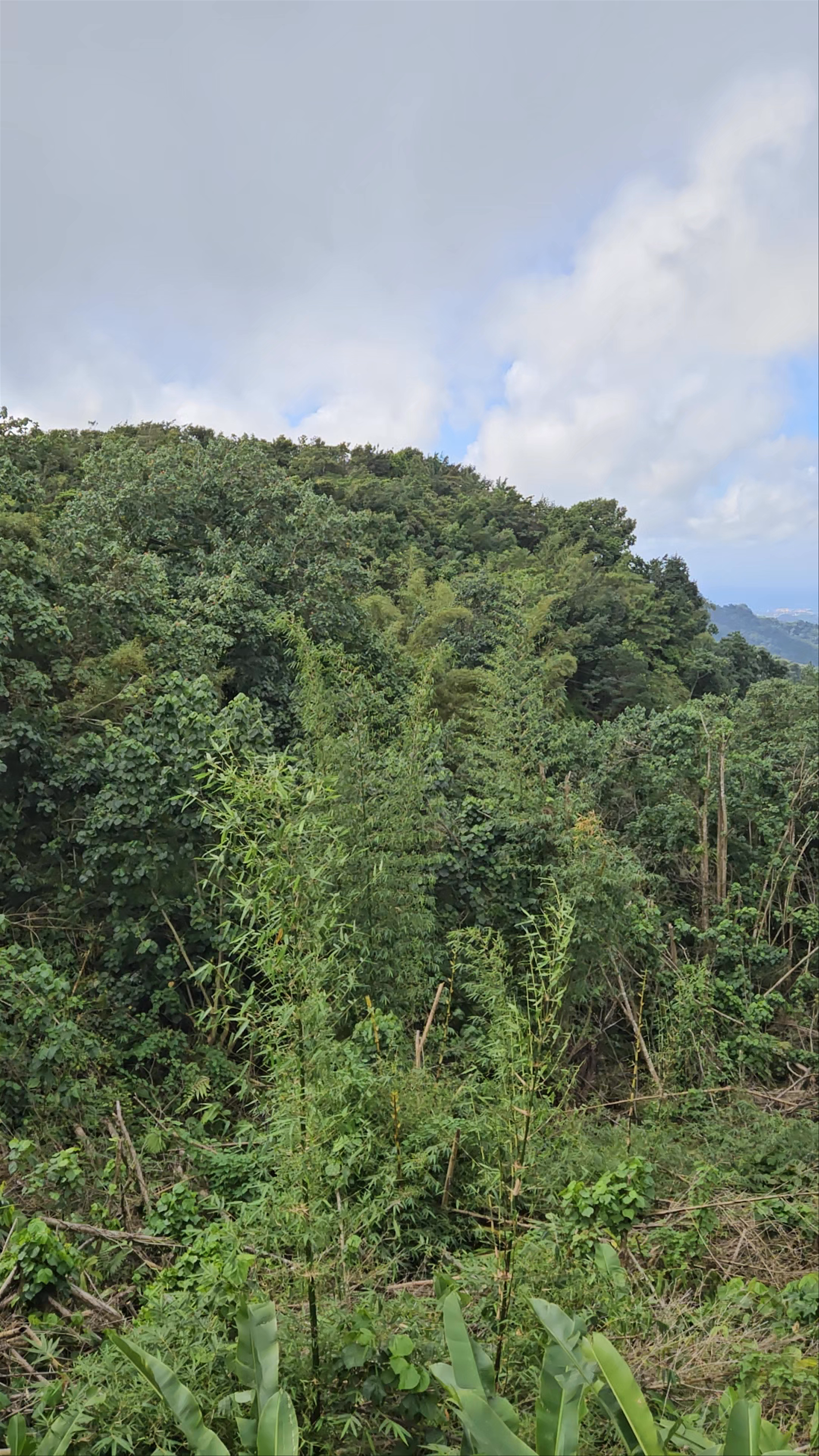 Grand Étang National Park/Lake