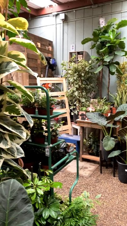 Flora Gardens - I love their plant section! - Nurseries & Gardening Near Me - Ojai, California