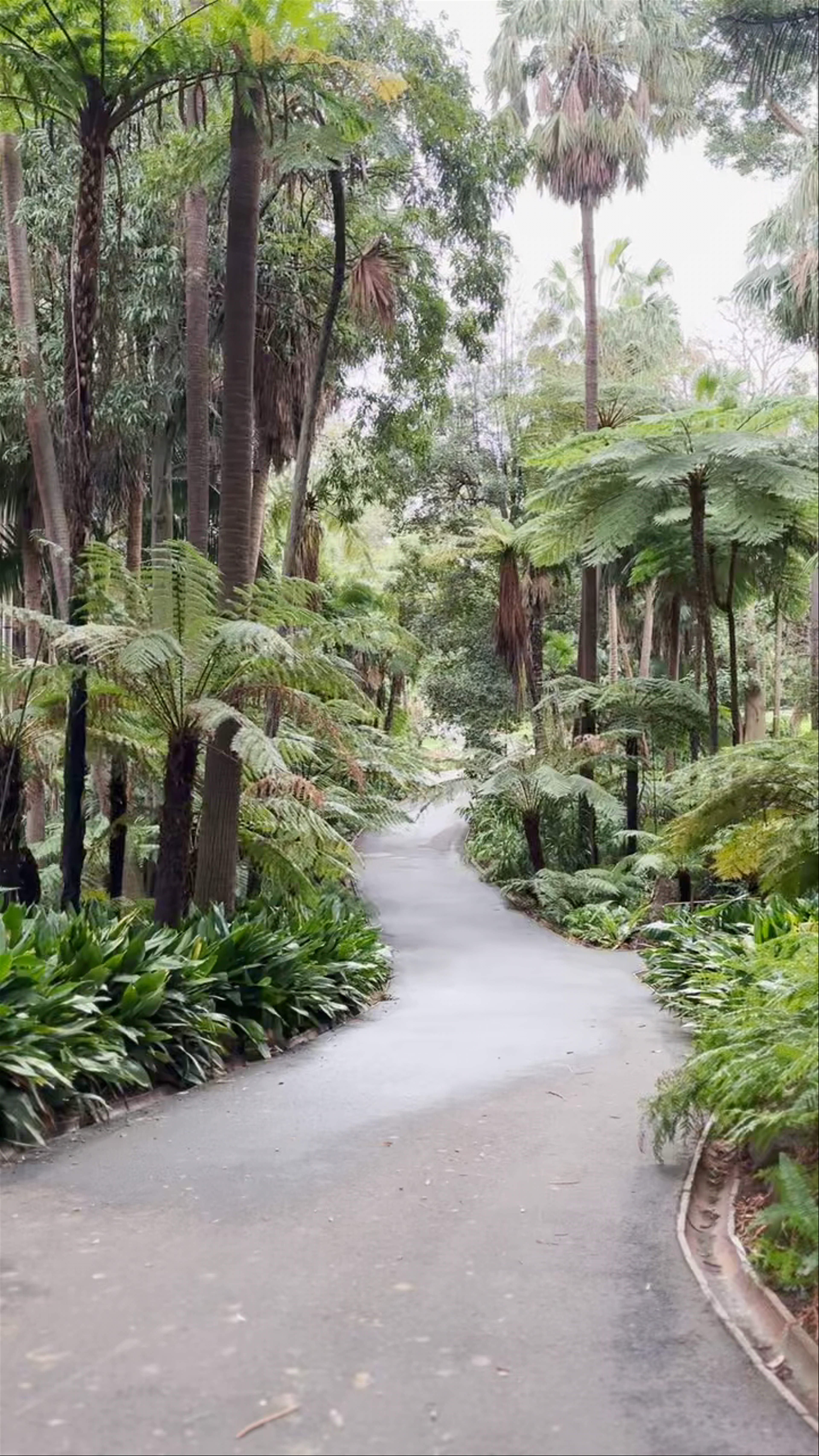 Fern Gully