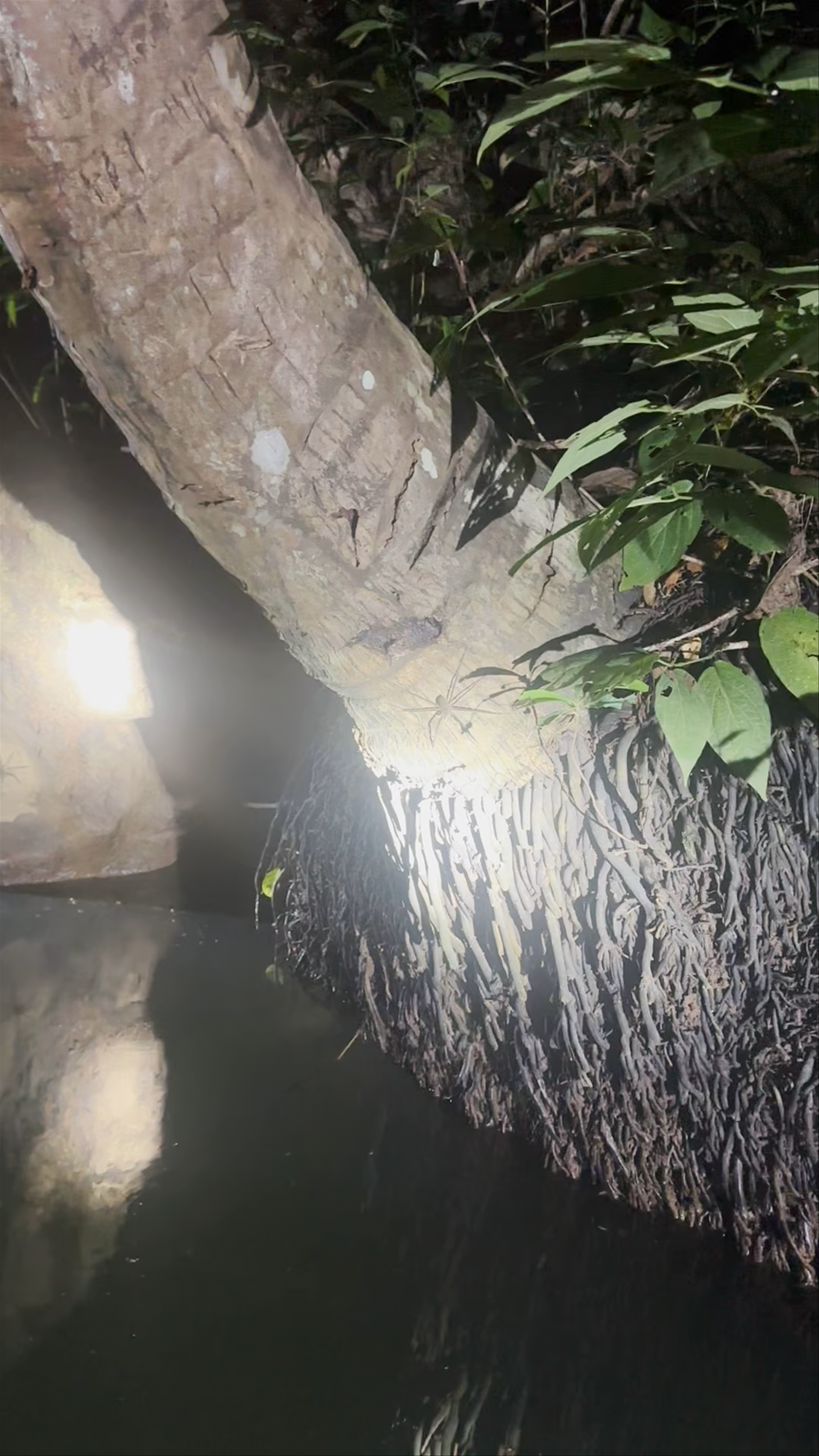 Mangrove tours Manuel Antonio / Manuel Antonio Experiences