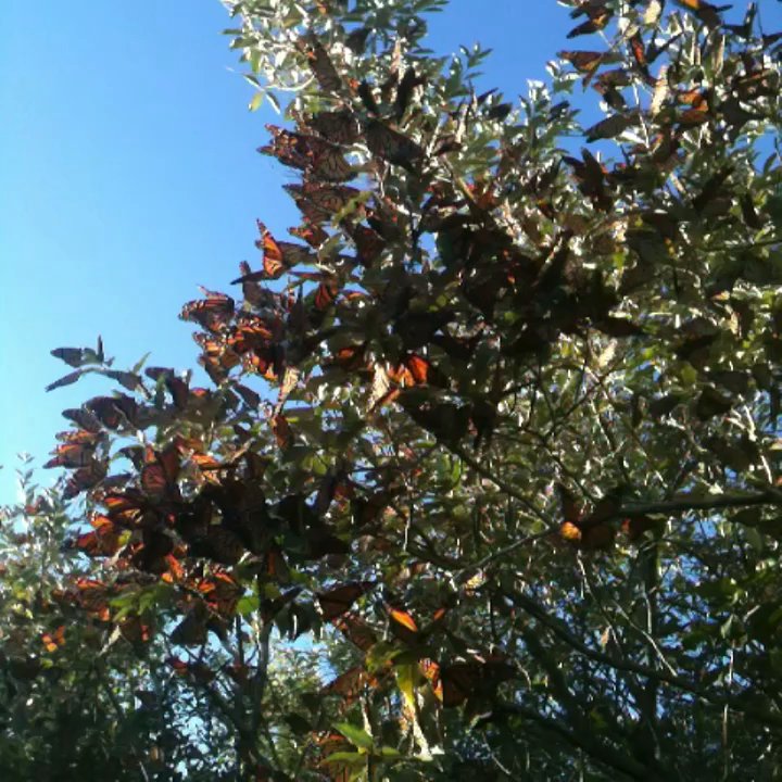 Mission:Nutrition - The annual migration of the Monarchs, Beavertail. - Nutritionists Near Me - Cranston, Rhode Island