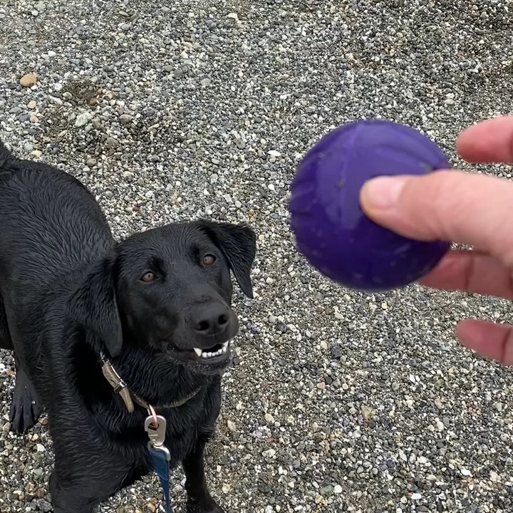 Kayak Point County Park - Bonnie fetching - Parks Near Me - Stanwood, Washington