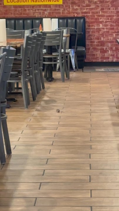 Sam's Southern Eatery - A mouse at Sam's Eatery - Southern Near Me - Springfield, Missouri