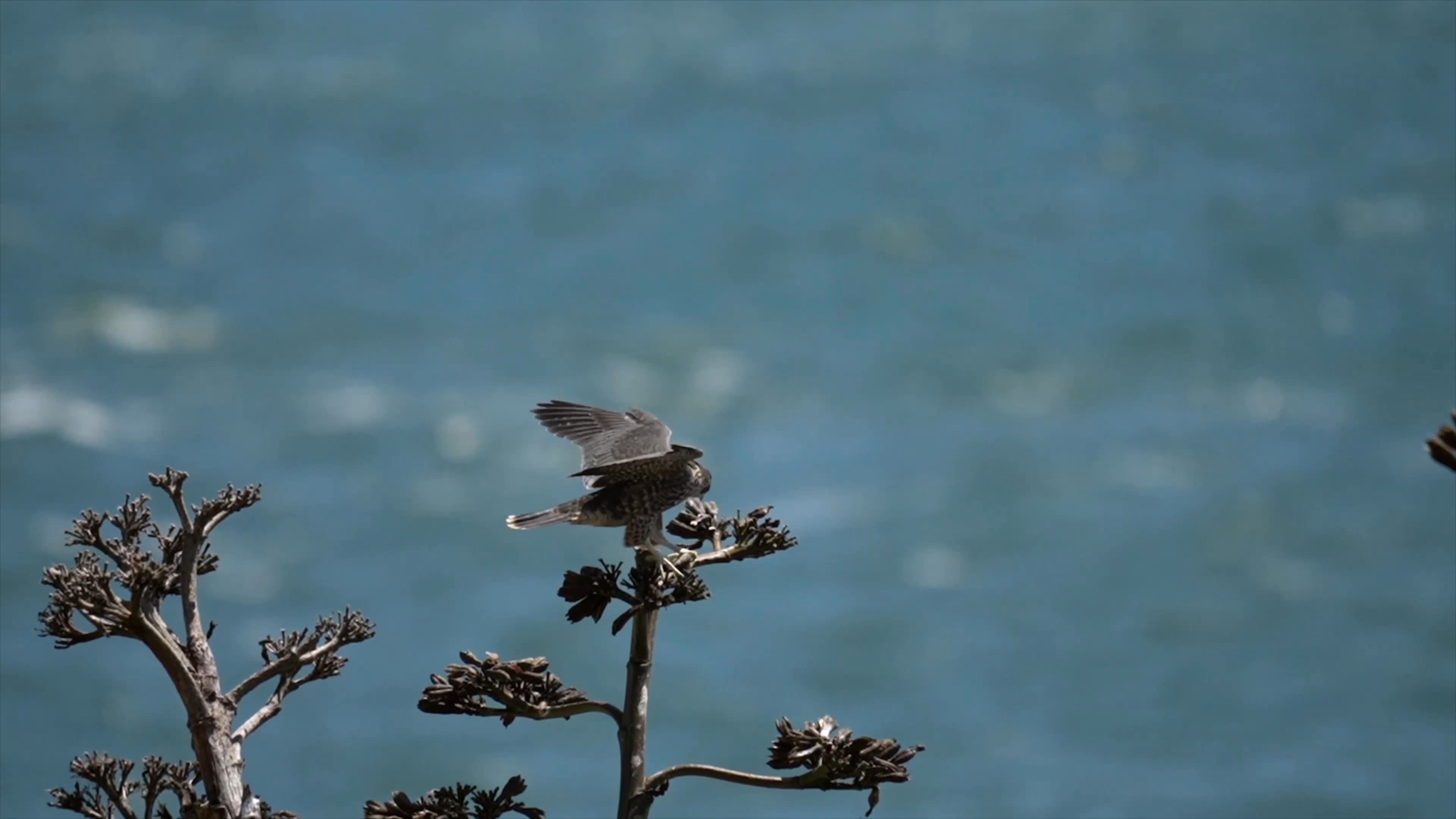 A young bird hesitates on a nest above the water before launching into the sky as an observer excitedly describes its first flight. Two people watch from a waterfront overlook, with a bridge and city skyline in the distance; the speaker also mentions her parents’ Argentine origins.