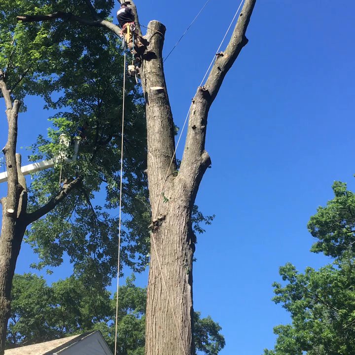 Alpine Tree Service - Rigging video of alpine tree service - Tree Services Near Me - Oxford, Michigan