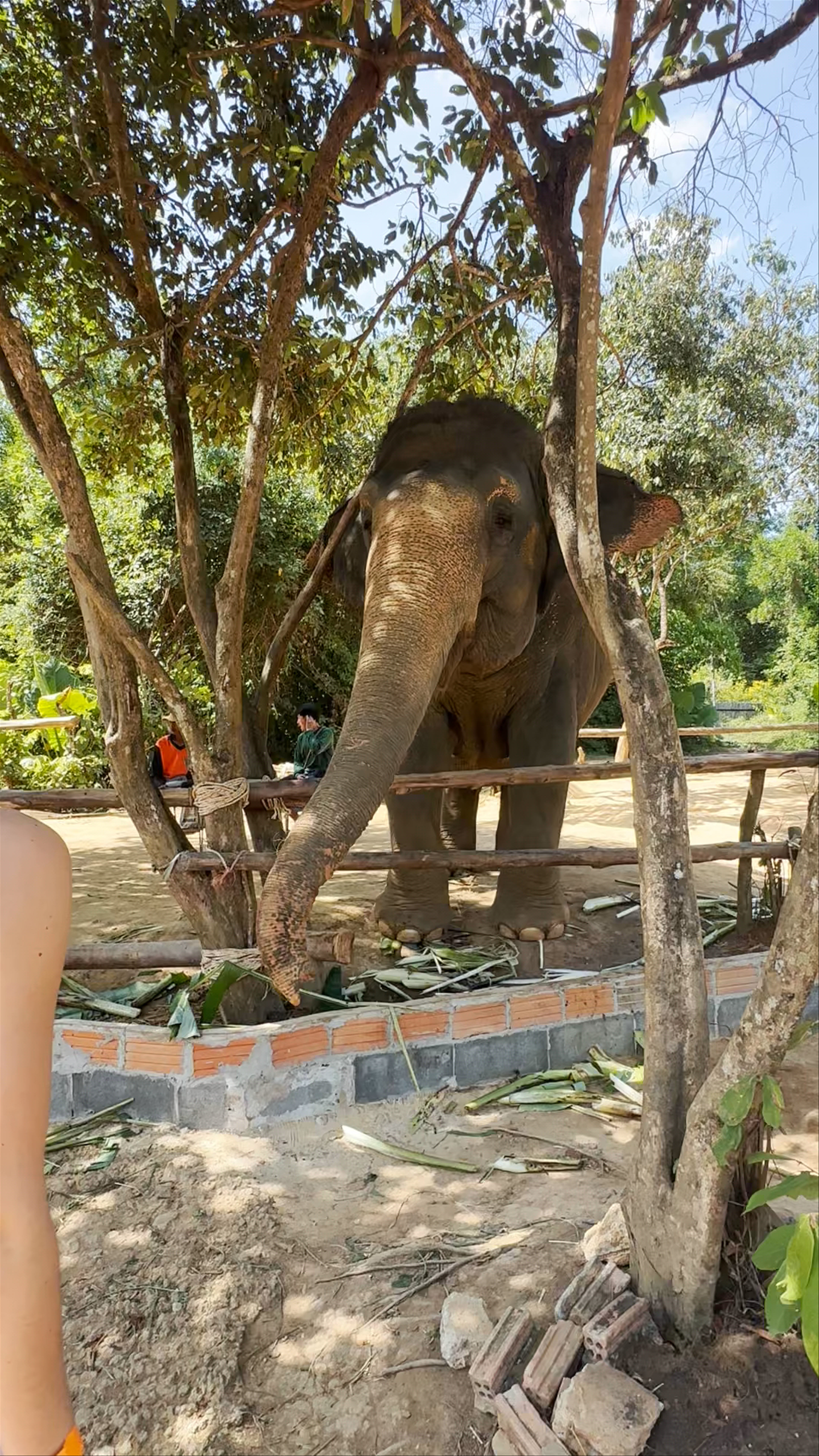 Heartfelt Moments at Phuket Elephant Sanctuary - Ethical Elephant Experience