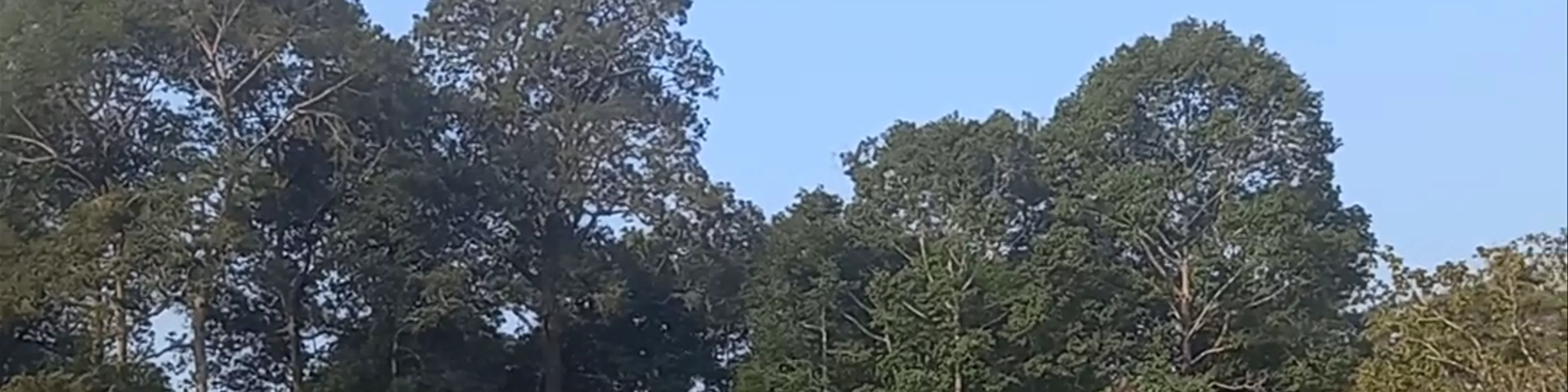 Terrasse des éléphants