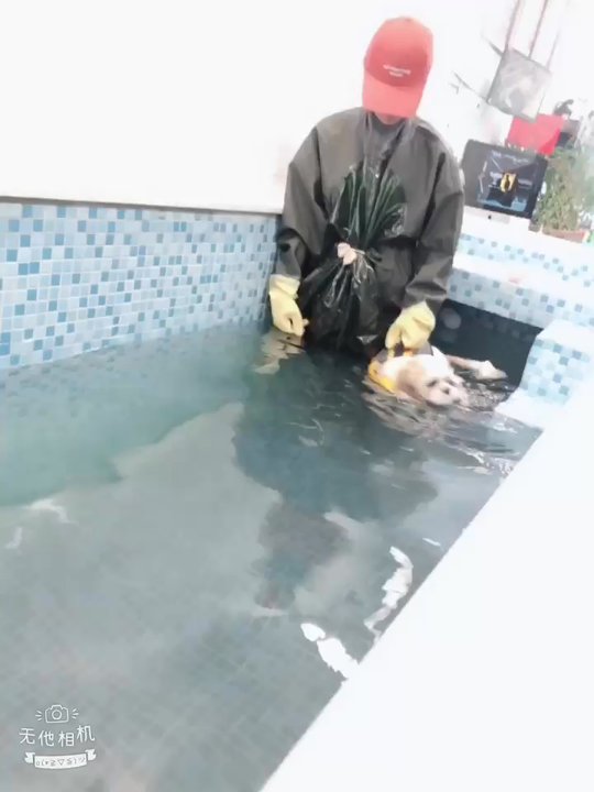 Bobby & Paws Pet Studio - Here is Bears 1st swim at Bobby and Paws! - Pet Groomers Near Me - Queens, New York