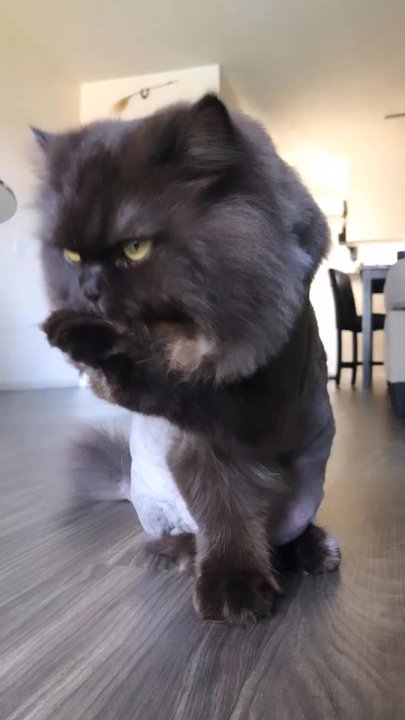 Pet Cuts - Panini after his visit!! - Pet Groomers Near Me - San Marcos, California