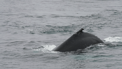 Humpback whales in Antarctica animated gif