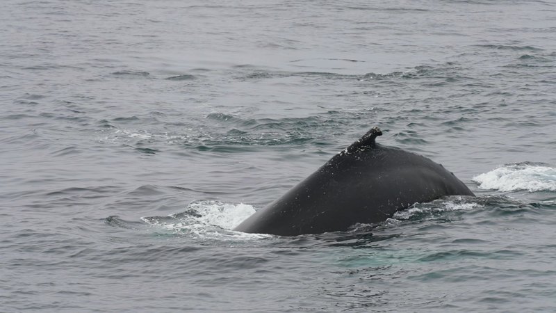 Humpback whales in Antarctica poster