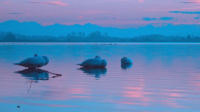 Swans in a lake at sunset