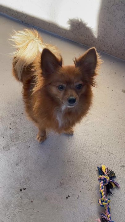 The Pampered Pooch - Pet Groomers Near Me - Chico, California