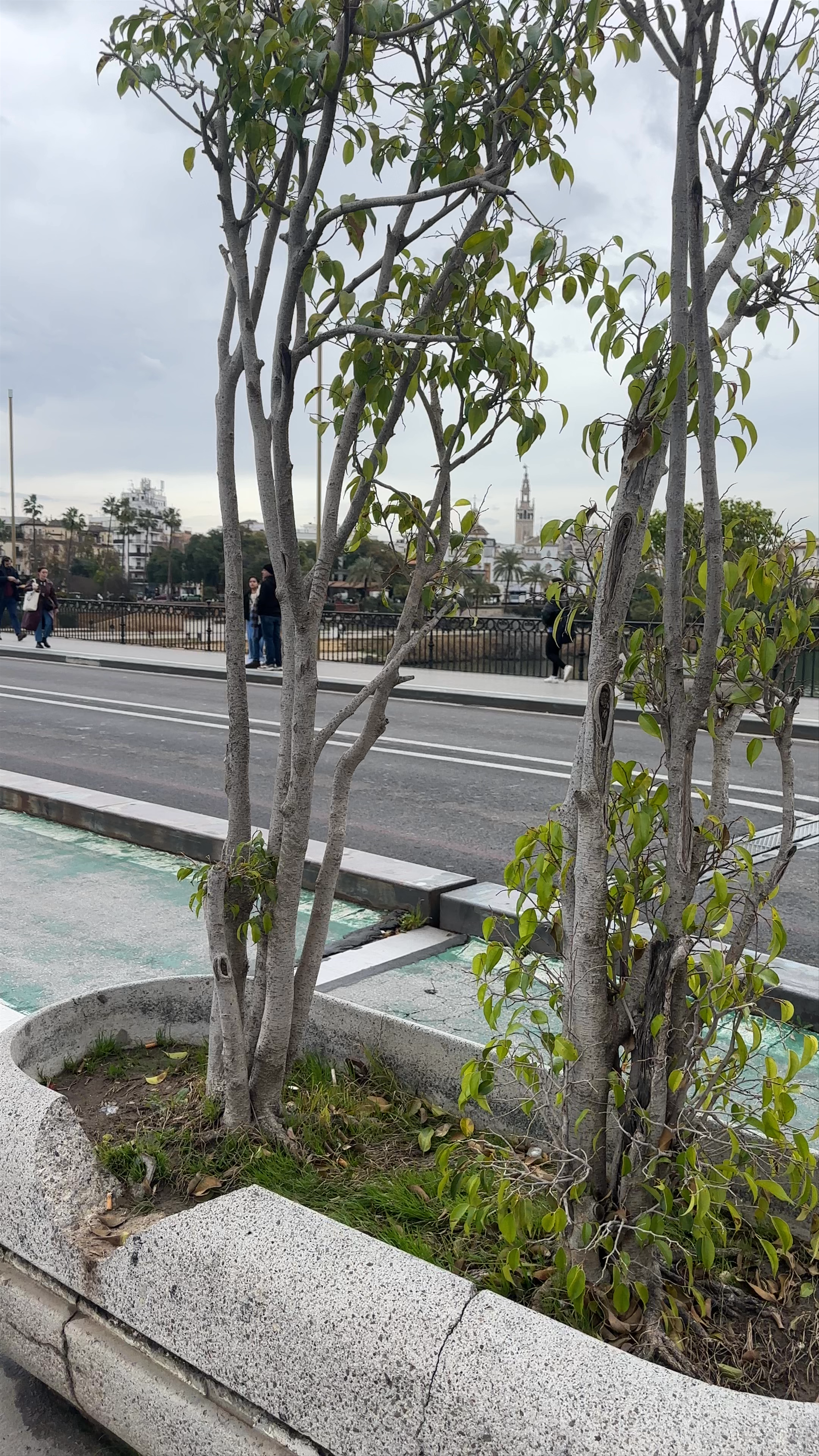 Puente de Triana: A Serene Walk Across Seville’s Historic Bridge