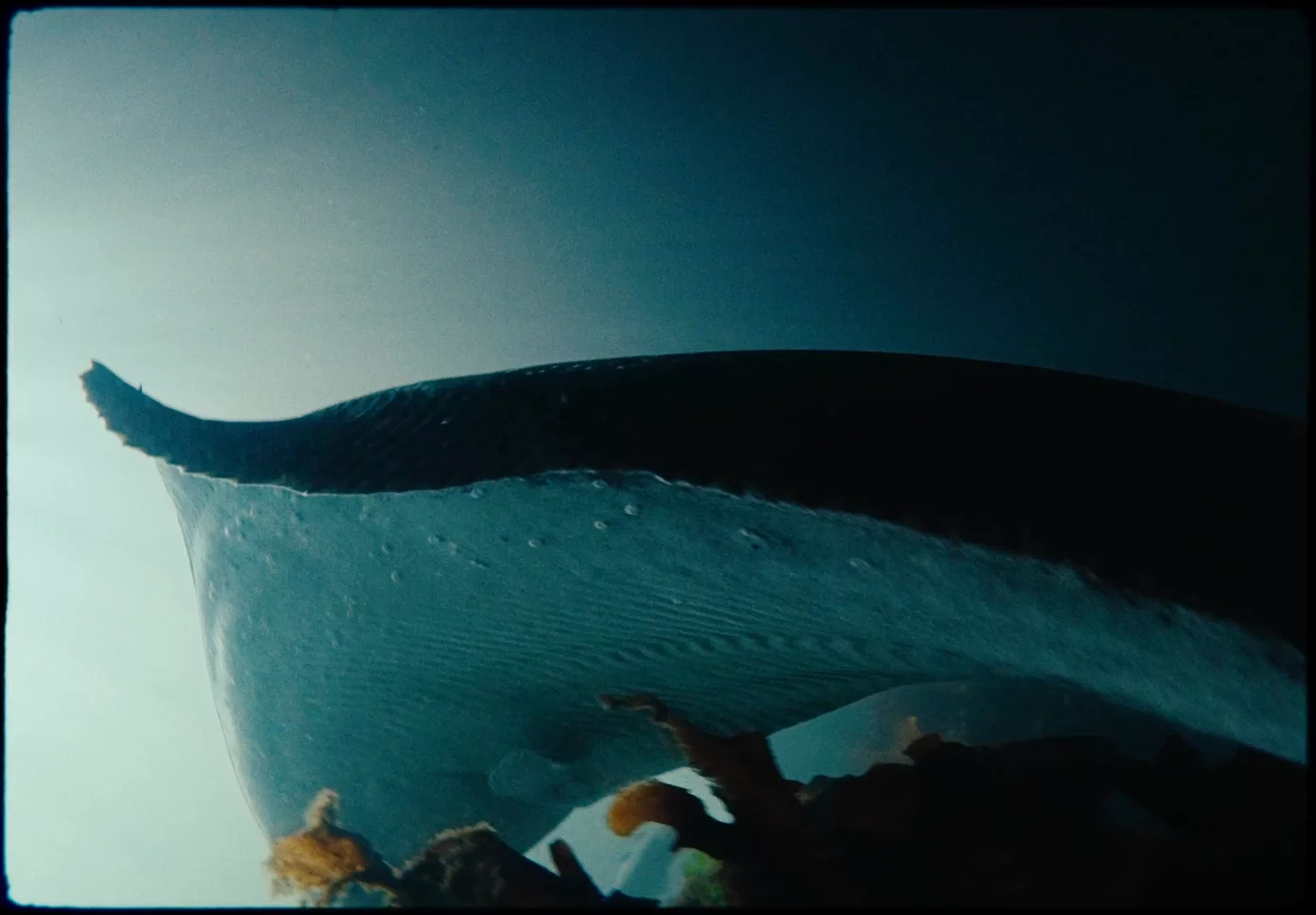 Sterling — Unleash The Magic of Halibut