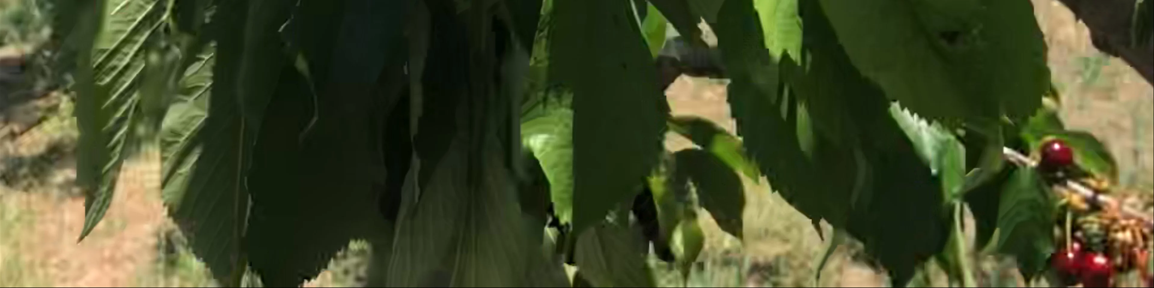 Lynton Cherry Orchards