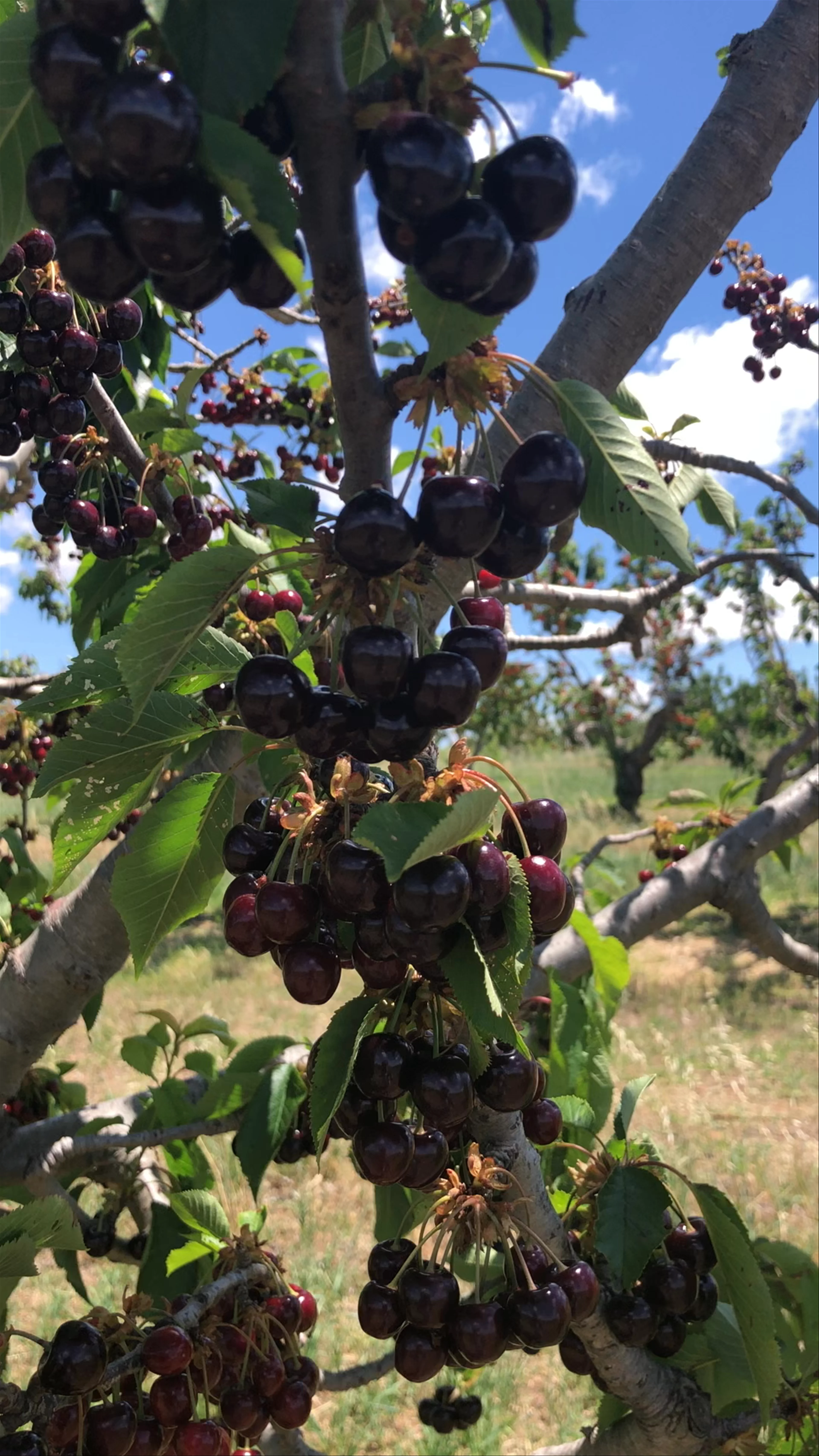 Lynton Cherry Orchards