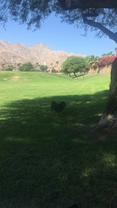 Seasons Dog Park - Large area to run and play - Dog Parks Near Me - La Quinta, California