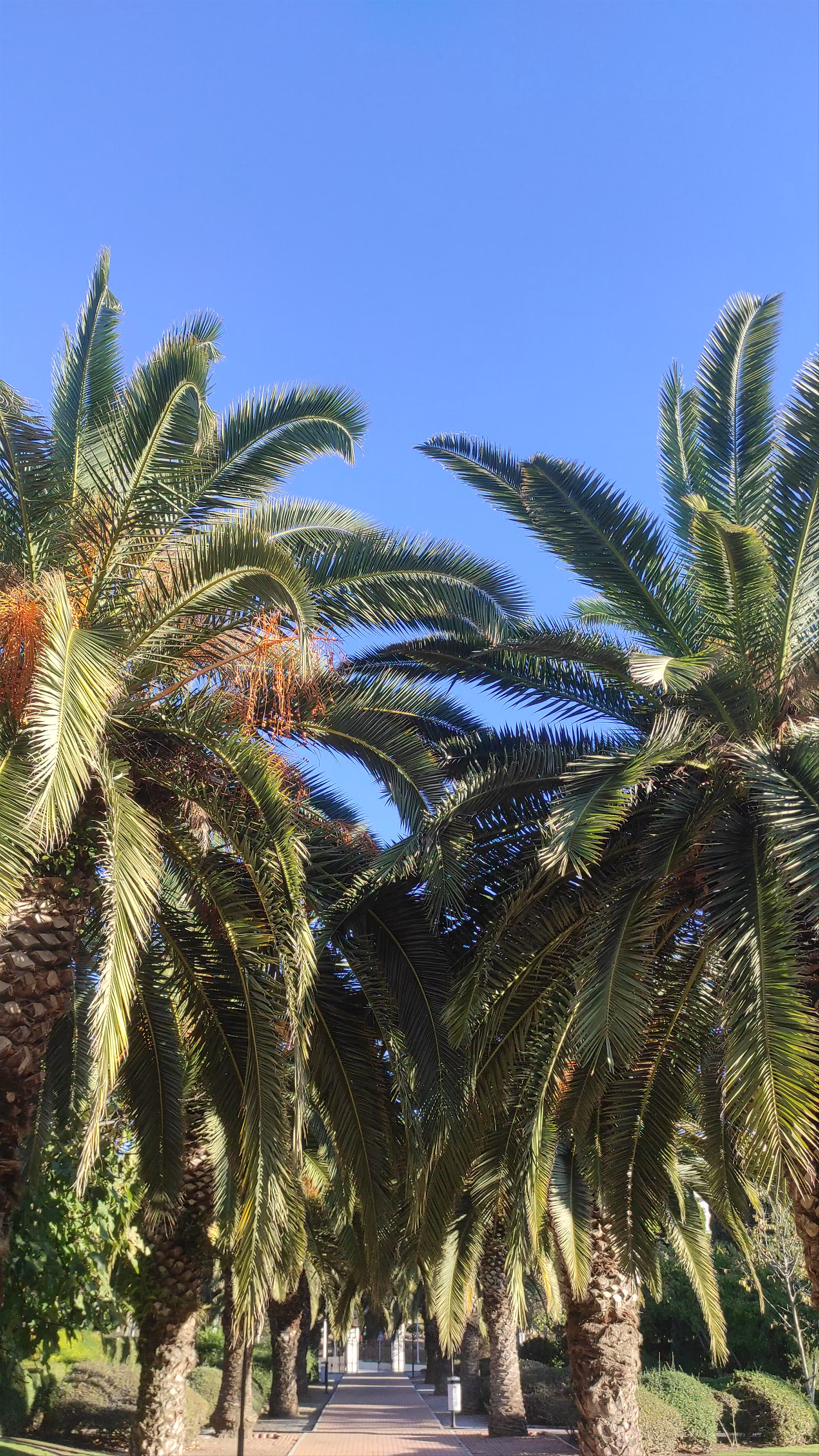 Sun-Kissed Stroll Through Parque de la Paloma in Benalmádena, Spain