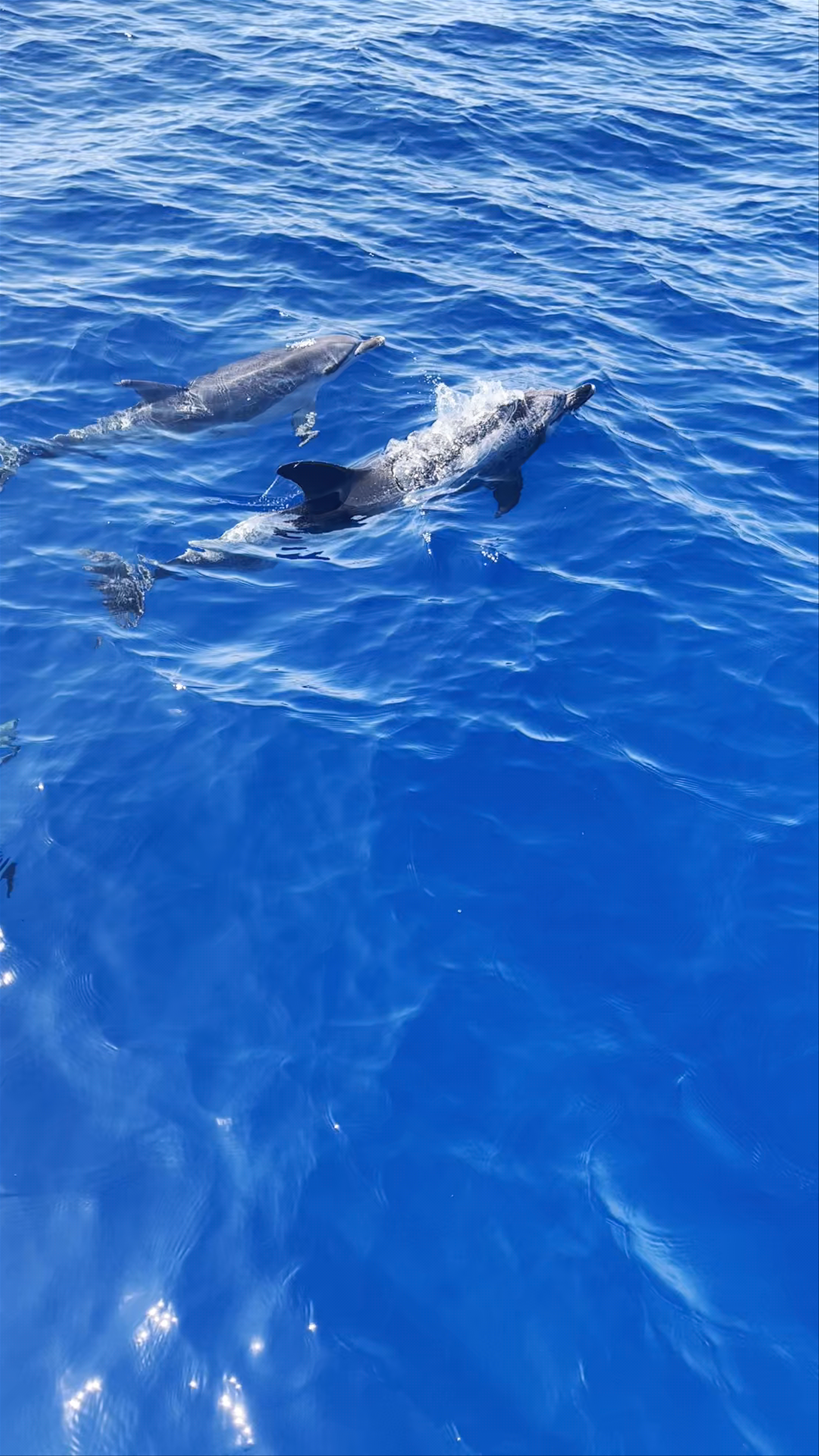 H2O Madeira - Whale & dolphin watching