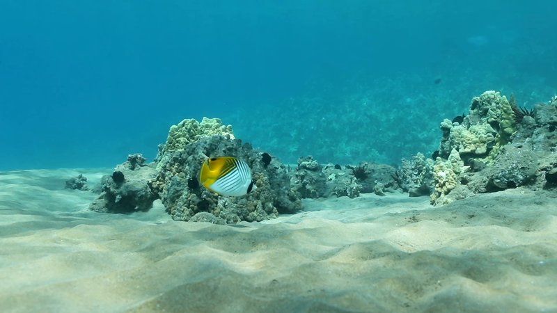 Butterflyfish  poster