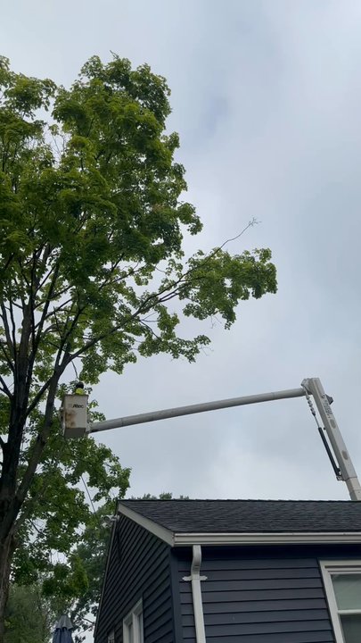 Lazer Scapes - Tree removal - Tree Services Near Me - Newington, Connecticut
