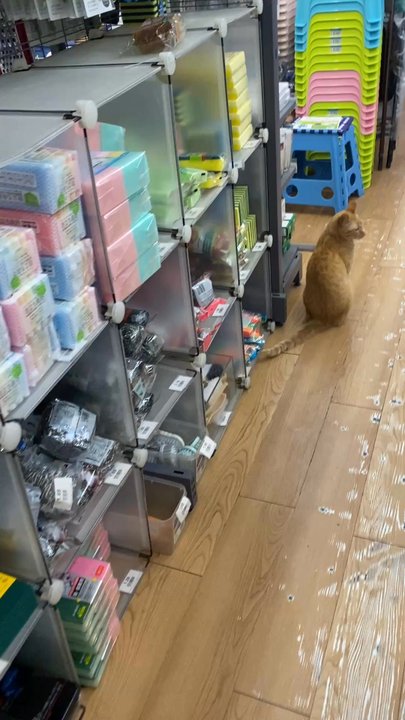 Seven - Store cat - Home Decor Near Me - San Francisco, California