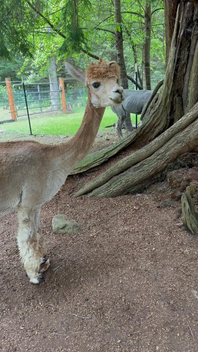Enchanted Farms - Attraction Farms Near Me - Duvall, Washington