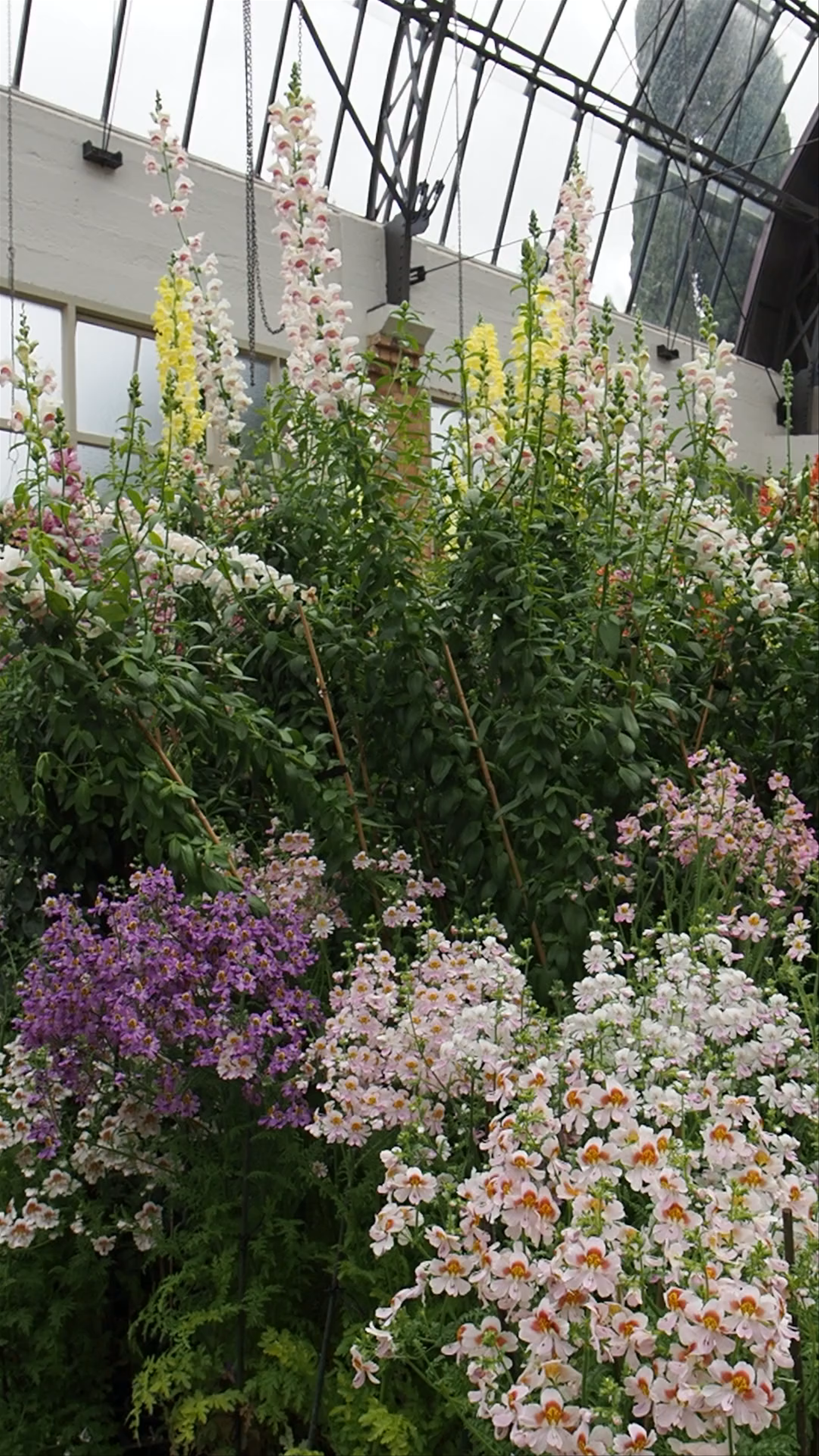 Domain Wintergardens: A Floral Oasis in Auckland