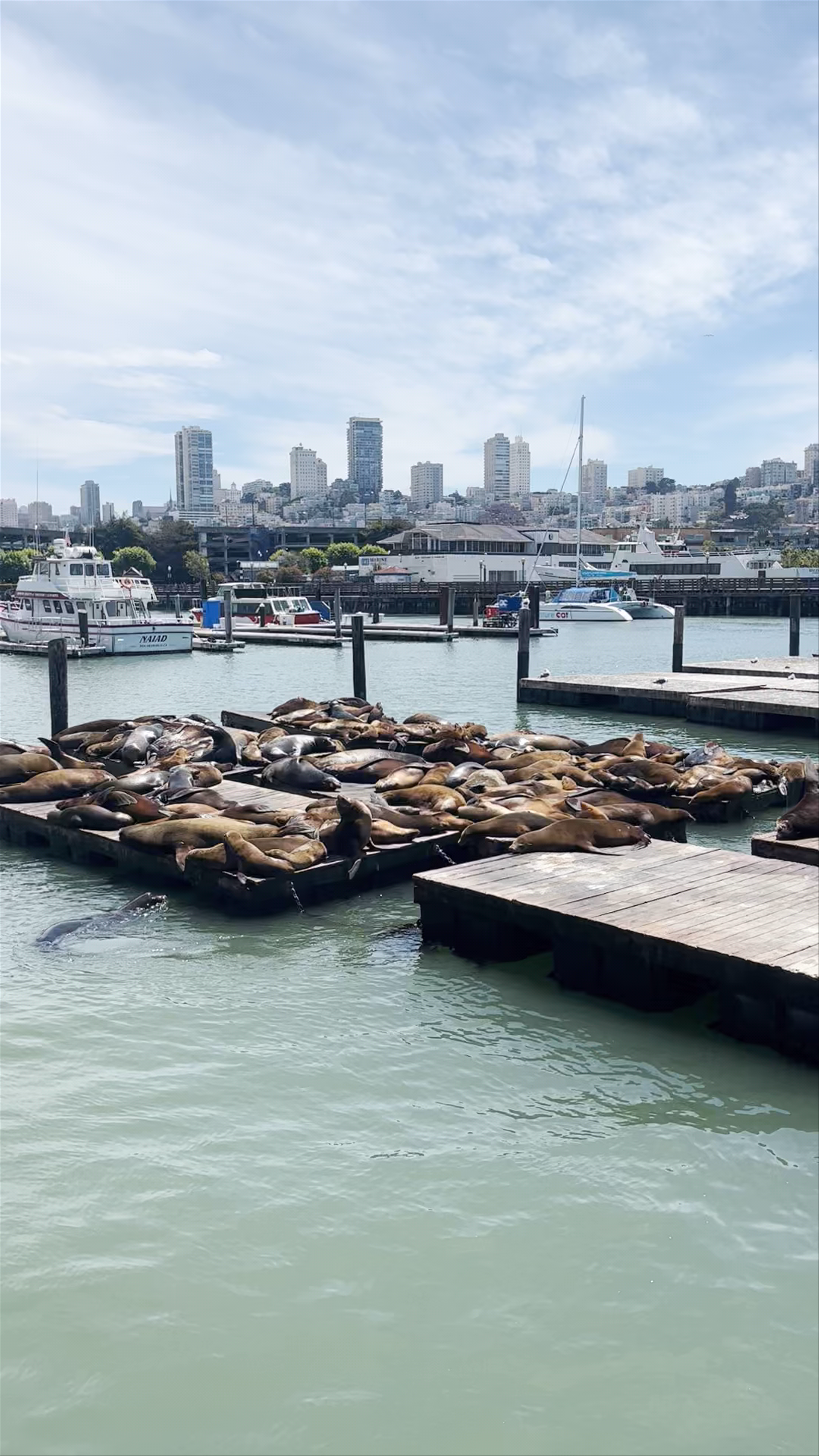 PIER 39