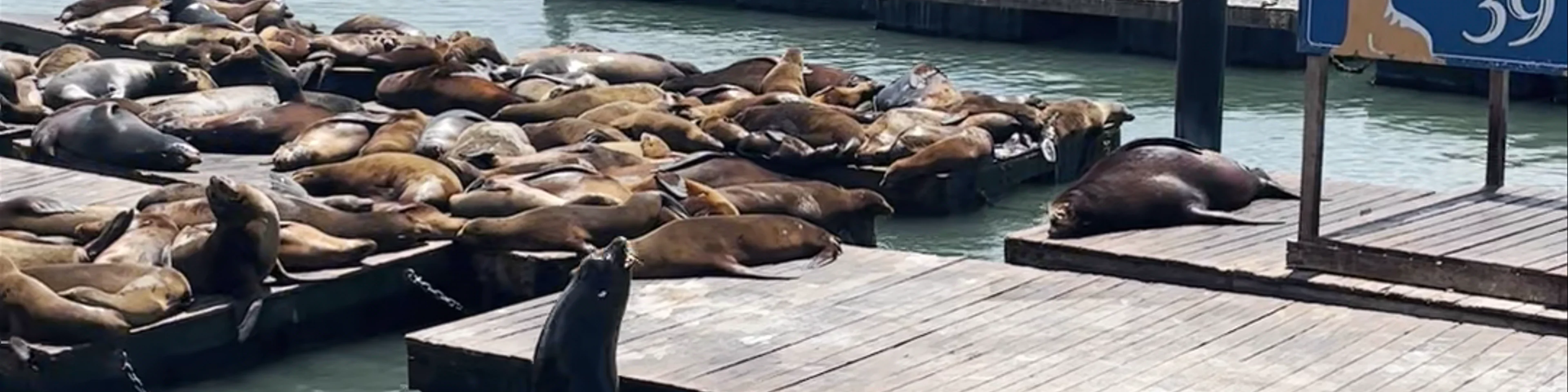 PIER 39