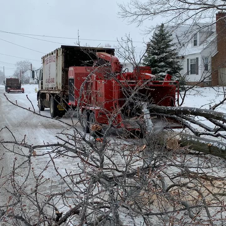 Tree Service - Tree Services Near Me - Elyria, Ohio