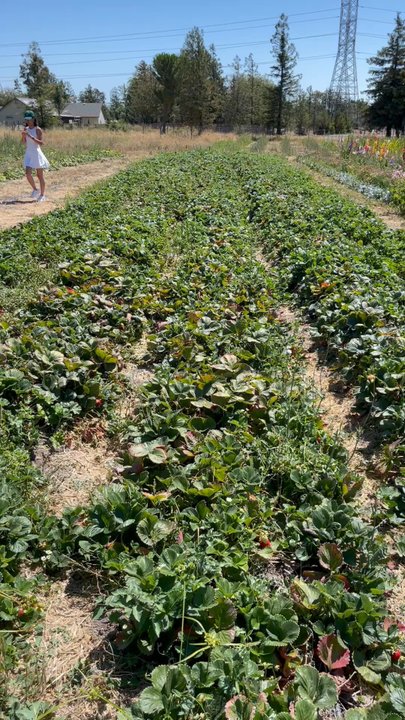 Cassidy Ranch - Pick Your Own Farms Near Me - Sonoma, California