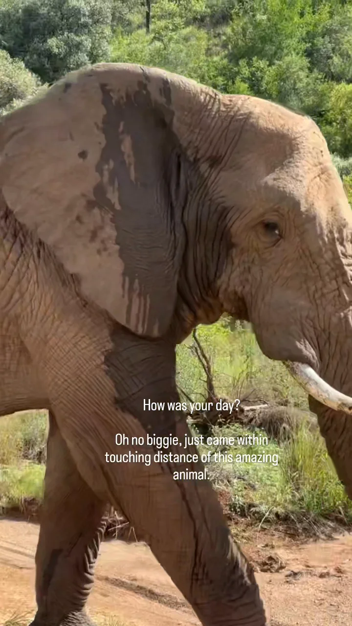 Video 8 · Joanne  · South Africa 360°: Cape Town, Table Mountain at Sunset & a Big Five Safari